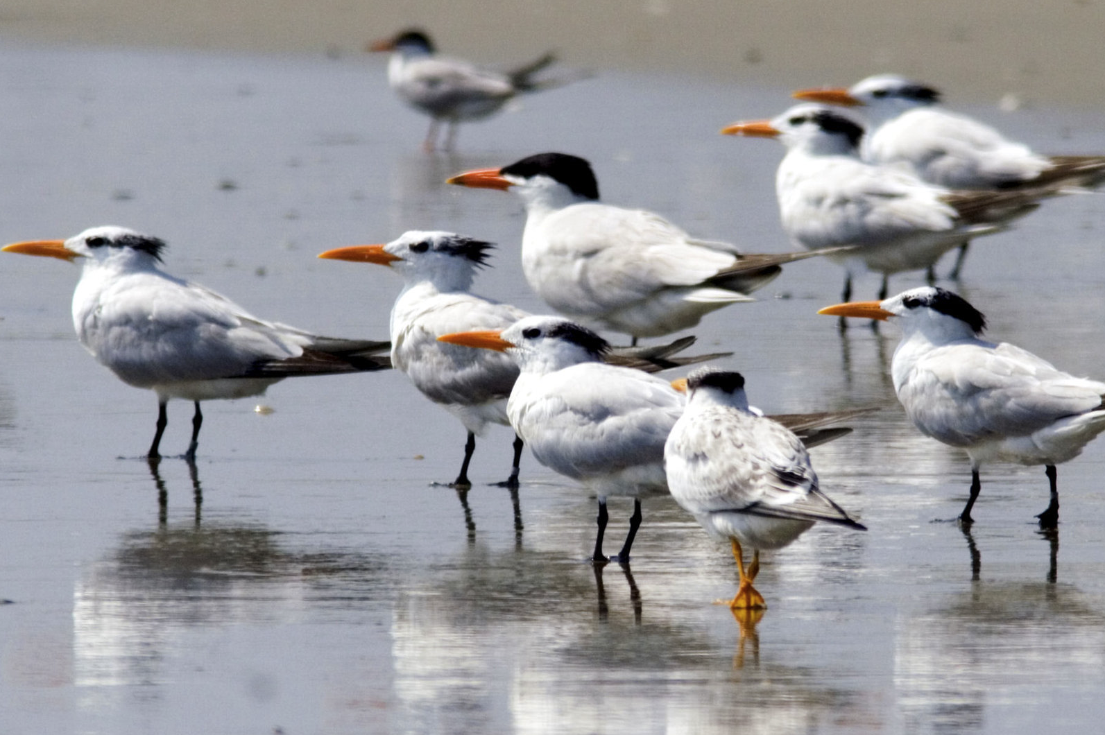 Shorebirds on a Hampton Roads beach